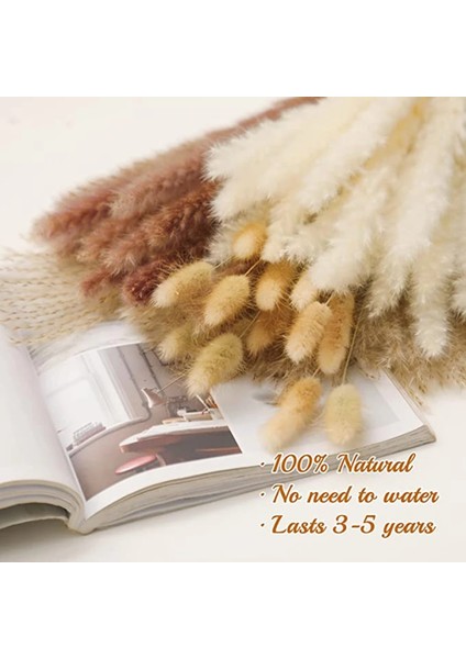 53 Kaynaklanıyor Yaklaşık 55 cm (Vazo Yok) 100 Adet/grup Pampas Seti Dekorasyon Kabarık Doğal Oturma Odası Dekorasyon Uzun Pampas Çim Kurutulmuş Çiçekler Buket Boho Ev Dekor (Yurt Dışından)