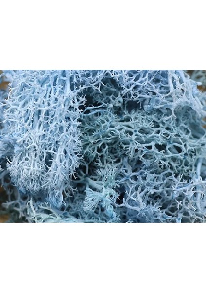 Göl Mavisi 40G 20G Yapay Bitki Sonsuz Yaşam Yosun/bahçe Ev Dekorasyon Duvar Dıy Çiçek Malzemesi Mini Bahçe Mikro Peyzaj Aksesuarları (Yurt Dışından)