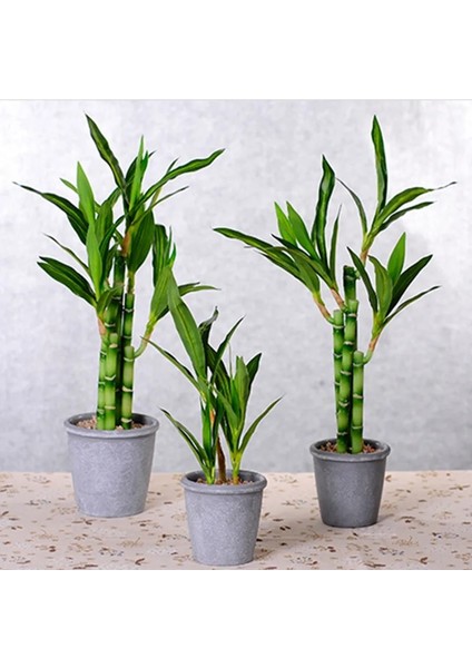 Orta 4 Parça Yeni 40 cm Rftificial Şanslı Bambu Etli Sahte Bitki Çiçek Yeşil Saksı Bahçe Açık Yemek Masası Balık Tankı Ev Dekorasyon (Yurt Dışından) modelleri