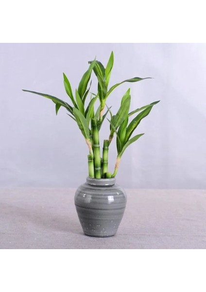 Orta 4 Parça Yeni 40 cm Rftificial Şanslı Bambu Etli Sahte Bitki Çiçek Yeşil Saksı Bahçe Açık Yemek Masası Balık Tankı Ev Dekorasyon (Yurt Dışından) fırsatları