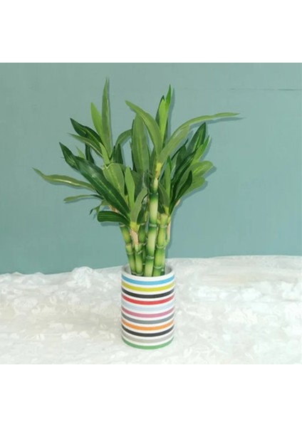 Orta 4 Parça Yeni 40 cm Rftificial Şanslı Bambu Etli Sahte Bitki Çiçek Yeşil Saksı Bahçe Açık Yemek Masası Balık Tankı Ev Dekorasyon (Yurt Dışından) indirimleri