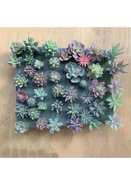 23 Yapay Succulents Bitki Simülasyonu Sahte Succulents Saksı Bitki Minyatür Sahte Bitkiler Sahte Succulents Ev Ofis Dekor (Yurt Dışından) fırsatları