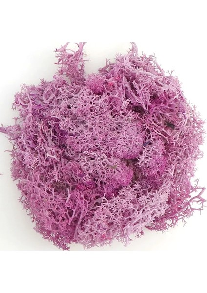 I 20G 20/40G Doğal Norveç Ren Geyiği Yosun Korunmuş Kurutulmuş Zanaat Çiçek Ercik Dekorasyon Düğün Süsleme Peri Bahçe Dekor Erişim (Yurt Dışından)