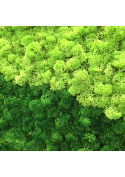 12 Taro Mor 40G 20/40G Yapay Yeşil Bitkiler Ebedi Yaşam Yosun Çim Ev Oturma Odası Bahçe Dekorasyon Mini Peyzaj Sahte Çiçek Dıy El Sanatları (Yurt Dışından) fiyatları