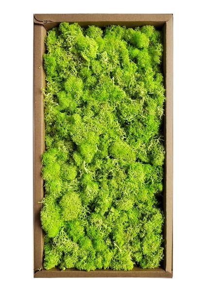 03 200G 1000G Yapay Bitkiler Ebedi Yaşam Yosun/bahçe Ev Dekor Duvar Dıy Çiçek Malzeme Mini Bahçe Mikro Peyzaj Sahte Yosun Hediye (Yurt Dışından)