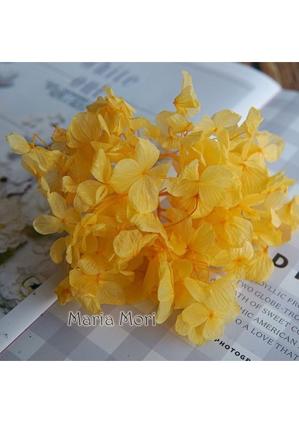 Renk M023 10G Büyük Yaprakları Macrophylla Korunmuş Ortanca Ofis Dekor Korunmuş Çiçekler Ev Dekorasyon Anna Ortanca Düğün Dekorasyon (Yurt Dışından)