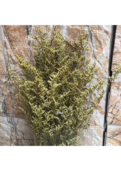 01 35G/30 ~ 35 cm Dekoratif Kuru Doğal Sevgilisi Çim Kurutulmuş Korunmuş Dans Eden Çiçekler, Gerçek Sonsuza Kadar Çiçek Çim Şube, Ev Dekor (Yurt Dışından)
