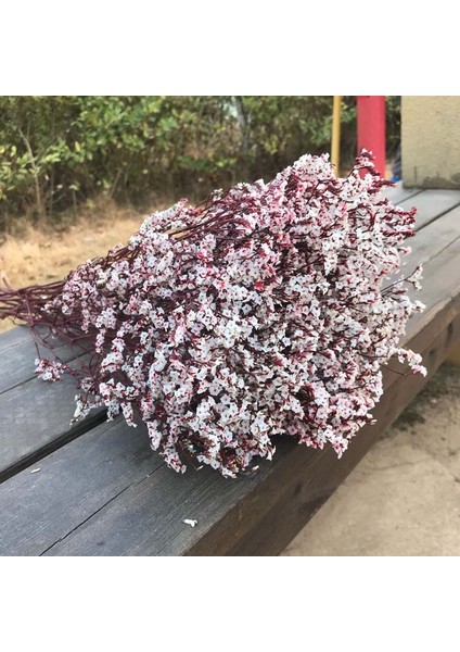 02 35 ~ 42 Cm/yaklaşık 35G Gerçek Doğal Kurutulmuş Korunmuş Kristal Çim Çiçek Buketi, Sonsuza Kadar Beni Unutma Çiçekler, Sevgilisi Çim Ev Dekor Için (Yurt Dışından) fırsatları