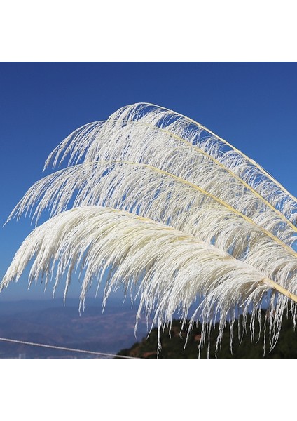 Beyaz 2 3 Adet 80-120 cm Pampas Çim Büyük Uzun Boylu Kabarık Pampas Kurutulmuş Çiçekler Boho Dekor Bitki Vazo Için Ev Düğün Dekor Çiçek Aranjmanı (Yurt Dışından)