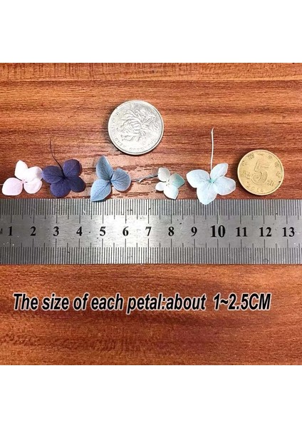 45 5 ~ 5.5 G/grup Doğal Taze Korunmuş Çiçekler Kurutulmuş Küçük Yapraklar Ortanca Çiçek Başları Dıy Gerçek Ebedi Yaşam Çiçekler Malzeme (Yurt Dışından)