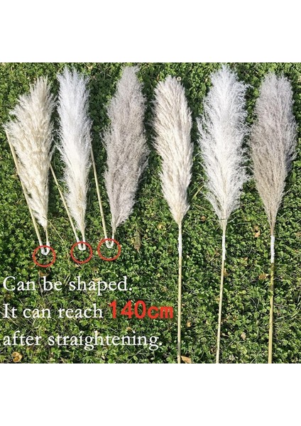Beyaz 10 Adet Doğal Pampas Çim Büyük Boy Kurutulmuş Çiçek Buketi Ev Dekor Uzun Kabarık Kaynaklanıyor Oturma Odası Dekor Düğün Zemin (Yurt Dışından) fırsatları