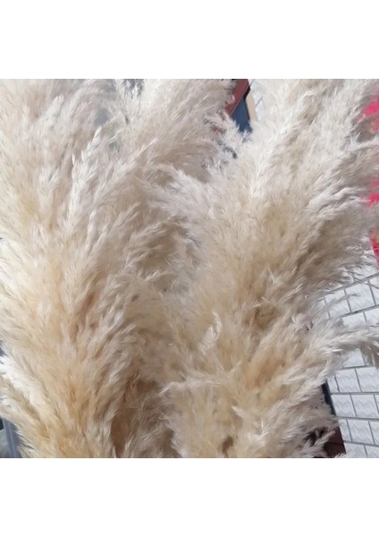 Beyaz 10 Adet Doğal Pampas Çim Büyük Boy Kurutulmuş Çiçek Buketi Ev Dekor Uzun Kabarık Kaynaklanıyor Oturma Odası Dekor Düğün Zemin (Yurt Dışından) indirimleri