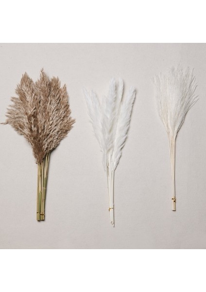 Ab Beyaz C Birincil 30 Adet 30 Adet Doğal Pampas Çim Buketi Kurutulmuş Çiçekler Gerçek Kamış Düğün Dekorasyon Noel Flores Yapay Çiçekler Ev Dekor (Yurt Dışından)
