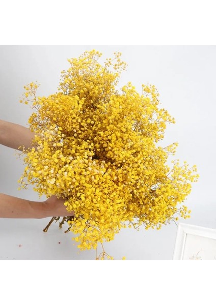 Sarı 30G Beyaz Doğal Kurutulmuş Gypsophila Bebeğin Nefesi Kurutulmuş Çiçekler Gypsophila Aranjman Ev Dekorasyon Düğün Masa Dekor Çiçek Dıy (Yurt Dışından)