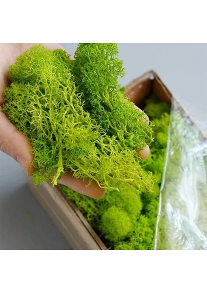 Sarı 200G Yapay Bitkiler Korunmuş Yosun Simülasyon Sahte Bitkiler Dıy Peyzaj Duvar Dekor Yosun Bahçe Ev Dekorasyon Aksesuarları Için (Yurt Dışından) fırsatları