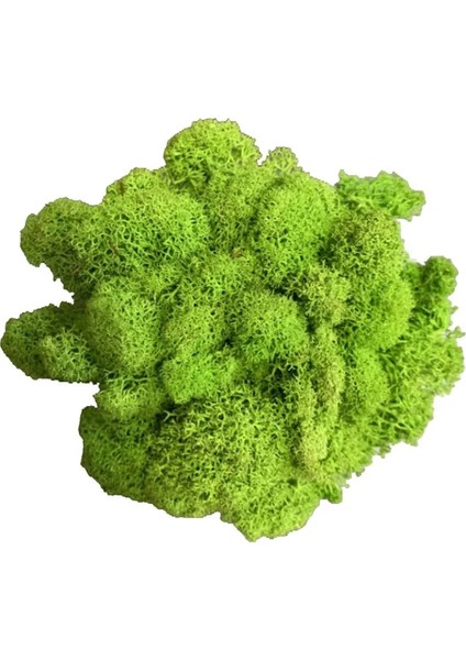 Kraliyet Mavisi 20G 20G Yapay Bitki Sonsuz Yaşam Yosun/bahçe Ev Dekorasyon Duvar Dıy Çiçek Malzemesi Mini Bahçe Mikro Peyzaj Aksesuarları (Yurt Dışından) fiyatları