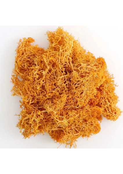 F 40G 20/40G Doğal Norveç Ren Geyiği Yosun Korunmuş Kurutulmuş Zanaat Çiçek Ercik Dekorasyon Düğün Süsleme Peri Bahçe Dekor Erişim (Yurt Dışından)