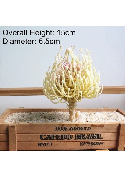 Yu Die Hua 1 Adet Beyaz Akın Yapay Succulents Bitkiler Çiçek Aranjmanı Aksesuarları Masaüstü Bonsai Ev Bahçe Dekorasyonu Sahte Bitkiler (Yurt Dışından)