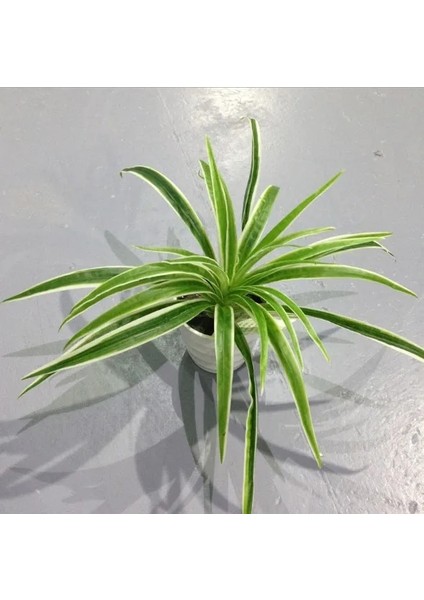 30 Yaprak Beyaz Yapay Plastik Bitkiler Chlorophytum Şube Ev Dekoratif Sahte Bitkiler Kapalı Saksı Masa Dekorasyonu Yok Pot (Yurt Dışından)