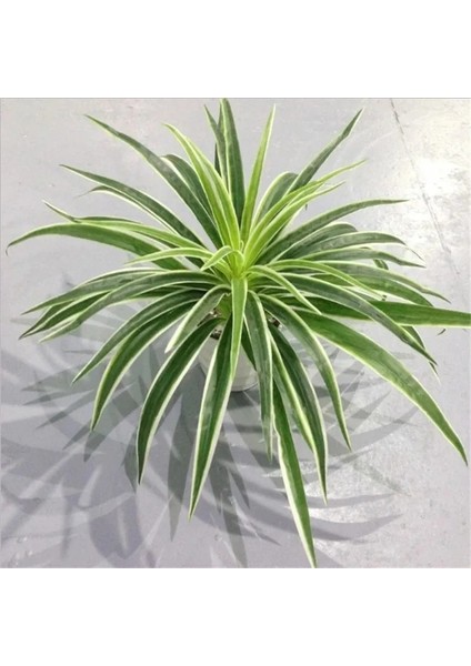 30 Yaprak Beyaz Yapay Plastik Bitkiler Chlorophytum Şube Ev Dekoratif Sahte Bitkiler Kapalı Saksı Masa Dekorasyonu Yok Pot (Yurt Dışından) fiyatları