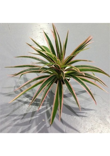 30 Yaprak Beyaz Yapay Plastik Bitkiler Chlorophytum Şube Ev Dekoratif Sahte Bitkiler Kapalı Saksı Masa Dekorasyonu Yok Pot (Yurt Dışından) modelleri