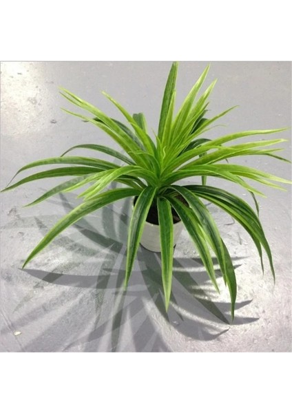 30 Yaprak Beyaz Yapay Plastik Bitkiler Chlorophytum Şube Ev Dekoratif Sahte Bitkiler Kapalı Saksı Masa Dekorasyonu Yok Pot (Yurt Dışından) fırsatları