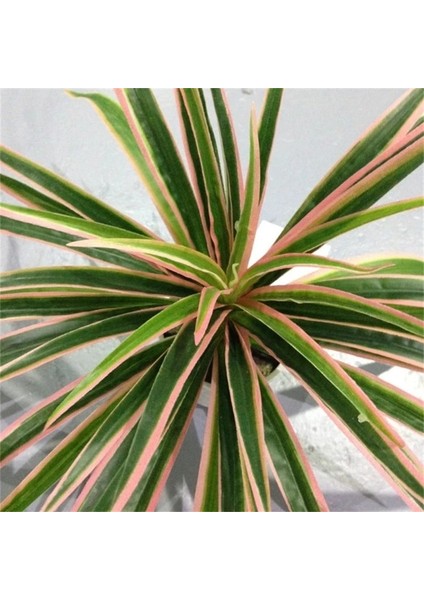 30 Yaprak Beyaz Yapay Plastik Bitkiler Chlorophytum Şube Ev Dekoratif Sahte Bitkiler Kapalı Saksı Masa Dekorasyonu Yok Pot (Yurt Dışından) indirimleri