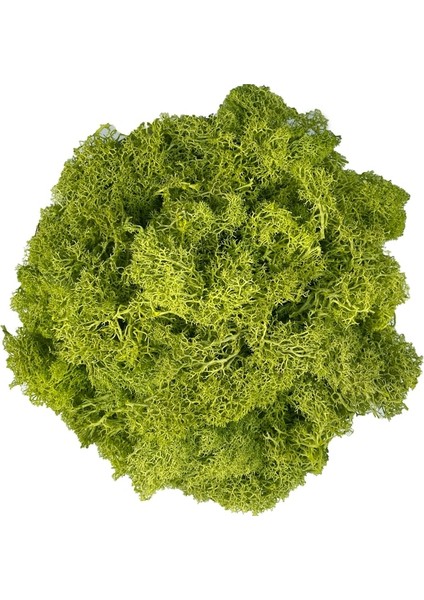 Limon Sarısı 20G Yapay Yosun Saksı Bitkileri Için Sahte Doğal Yeşil Ren Geyiği Yosun Zanaat Sanatları Için Çiçek Duvar Dekor Düğün Bahçe Dekorasyon (Yurt Dışından)