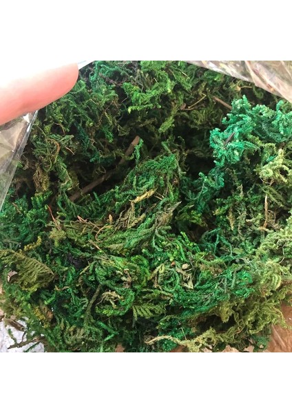 Stil 2 20G/50G/100G Yüksek Kaliteli Yapay Yosun Simülasyon Sahte Yeşil Bitkiler Yosun Ev Dekoratif Duvar Dıy Mikro Peyzaj Aksesuarları (Yurt Dışından) indirimleri