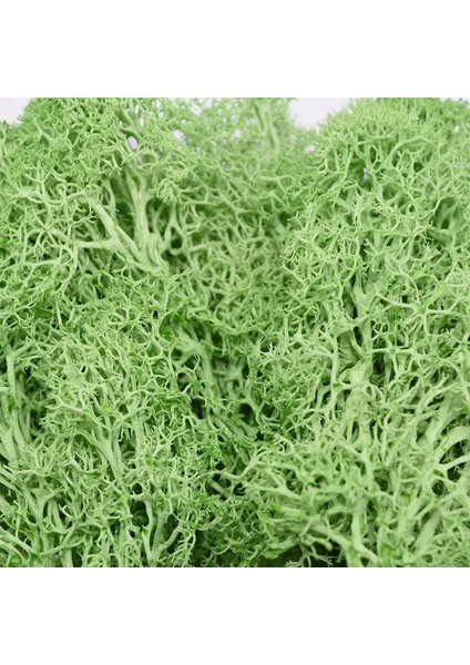 B05 Yüksek Kaliteli Yapay Yeşil Bitki Ölümsüz Sahte Çiçek Yosun Çim Ev Oturma Odası Dekoratif Duvar Dıy Çiçek Mini Aksesuarları (Yurt Dışından) modelleri