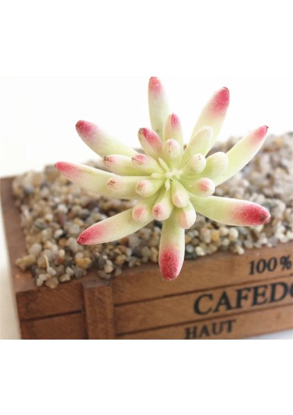 Zhongxiaobaoshihua 1 Adet Beyaz Akın Yapay Succulents Bitkiler Çiçek Aranjmanı Aksesuarları Masaüstü Bonsai Ev Bahçe Dekorasyon Sahte Bitkiler (Yurt Dışından)