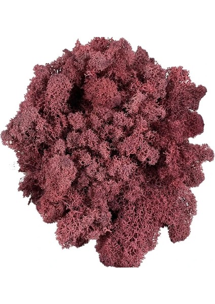 Koyu Pembe Saksı Bitkileri Için 30G Yapay Yosun Sahte Doğal Yeşil Ren Geyiği Yosun Zanaat Sanatları Için Çiçek Duvar Dekor Düğün Bahçe Dekorasyon (Yurt Dışından)