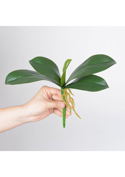 Xl 5 Yaprak 40 cm Gerçek Dokunmatik Yapay Yeşil Kelebek Orkide Yaprağı Plastik Çiçek Yaprak Ev Düğün Parti Dekorasyon (Yurt Dışından)