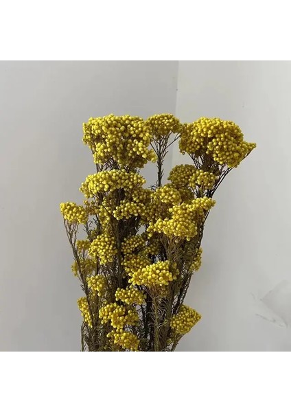 07 30G/DOĞAL Kurutulmuş Taze Korunmuş Darı Çiçeği, Ebedi Kuru Çiçek Ramillete Flores, Sonsuza Kadar Çiçek Dıy Malzeme, Düğün (Yurt Dışından)