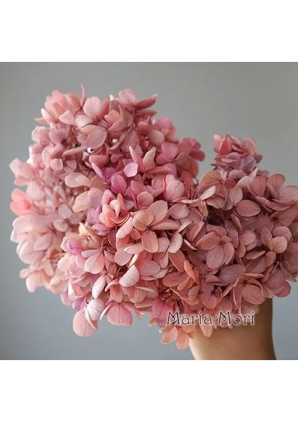 Renk H.P068 5g Korunmuş Ortanca Paniculata Çiçekler Elips Yapraklar Ofis Dekor Kristal Tutkal Dıy Çiçekler Kokulu Mumlar Malzeme (Yurt Dışından)