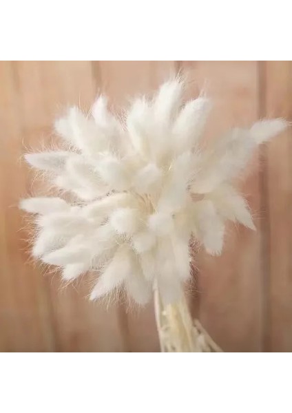 Beyaz 30 Adet 30 Adet 100 Adet Kabarık Tavşan Kuyrukları Kurutulmuş Çiçekler Aranjmanı Doğal Tavşan Kuyruğu Çim Vazo Için Boho Çiçek Düğün Ev Dekor Için (Yurt Dışından)