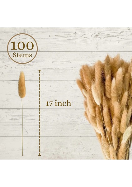 Beyaz 30 Adet 30 Adet 100 Adet Kabarık Tavşan Kuyrukları Kurutulmuş Çiçekler Aranjmanı Doğal Tavşan Kuyruğu Çim Vazo Için Boho Çiçek Düğün Ev Dekor Için (Yurt Dışından)