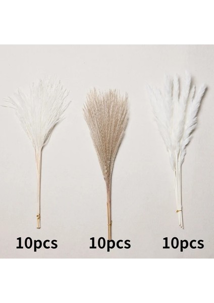 B Birincil Ab Beyaz 30 Adet 30 Adet Kurutulmuş Çiçek Doğa Kabarık Pampas Çim Düğün Parti Dekorasyon Için Bunny Tavşan Kuyruğu Sazlık Yapay Çiçekler Ev Dekor (Yurt Dışından)