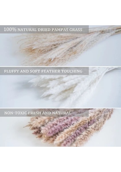 B Birincil Ab Beyaz 30 Adet 30 Adet Kurutulmuş Çiçek Doğa Kabarık Pampas Çim Düğün Parti Dekorasyon Için Bunny Tavşan Kuyruğu Sazlık Yapay Çiçekler Ev Dekor (Yurt Dışından) fırsatları