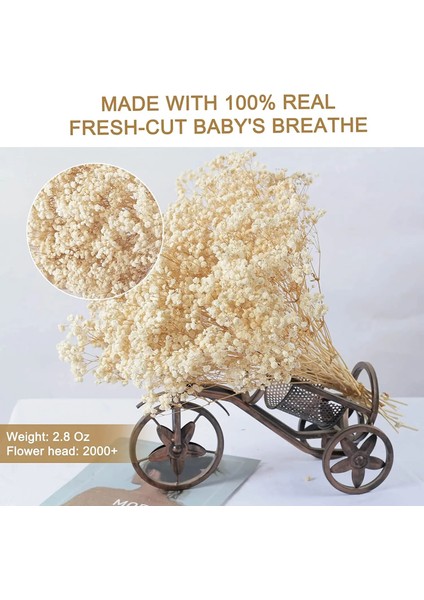 Bej 200G Kurutulmuş Çiçekler Babys Nefes Buket Fildişi Beyaz Çiçekler Ev Dekor Için Doğal Gypsophila Dalları Düğün Masa Dekor Çiçek (Yurt Dışından) modelleri