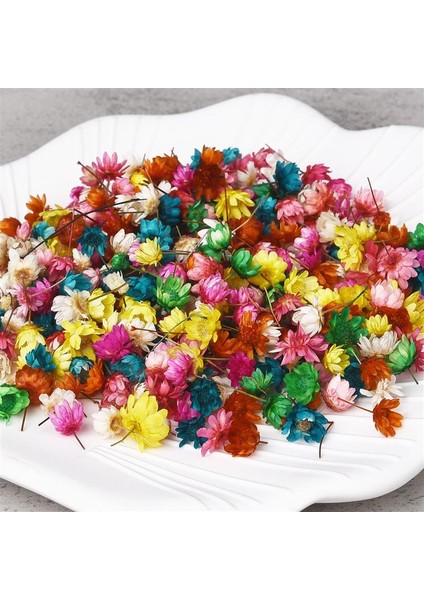 100 Adet 100/200 Adet Kurutulmuş Çiçekler Brezilya Küçük Yıldız Çiçek Dıy Sanat Zanaat Epoksi Reçine Mum Yapımı Takı (Yurt Dışından) modelleri