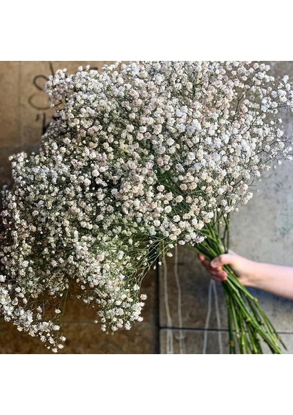 Kırmızı 30G Beyaz Doğal Kurutulmuş Gypsophila Bebeğin Nefesi Kurutulmuş Çiçekler Gypsophila Aranjmanı Ev Dekorasyon Düğün Masa Dekor Çiçek Dıy (Yurt Dışından)
