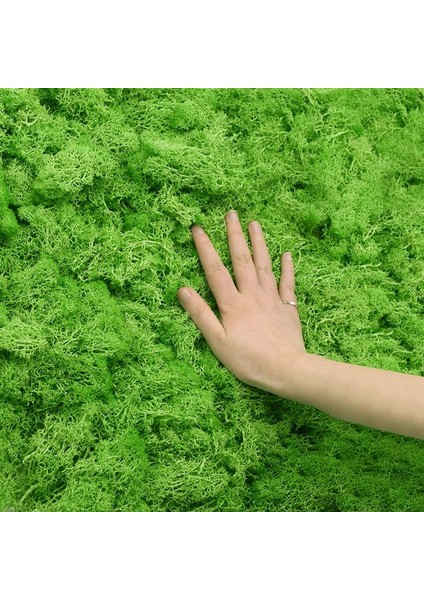 B07 40G 20/40G Doğal Ebedi Yaşam Yeşil Yosun Yapay Bitki Ev Bahçe Çim Dekor Çim Dıy Mikro Peyzaj Çiçekler Aksesuarları (Yurt Dışından) fiyatları