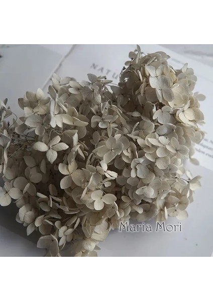Degrade Renk 116 20G Degrade Renk Korunmuş Ortanca Ev Dekorasyon Düğün Dekorasyon Küçük Yaprak Anna Ortanca Epoksi El Yapımı Dıy Malzeme (Yurt Dışından)