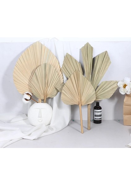 16.5X19 cm Kuru Palmiye Yelpazesi Yaprakları Kurutulmuş Doğal Çiçek Palmiye Yaprağı Pencere Resepsiyon Parti Sanat Duvar Asılı Dekorasyon Düğün Kemer Düzenlemesi (Yurt Dışından)