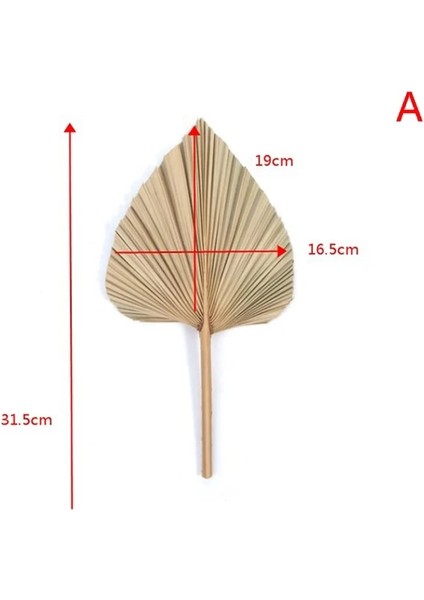 16.5X19 cm Kuru Palmiye Yelpazesi Yaprakları Kurutulmuş Doğal Çiçek Palmiye Yaprağı Pencere Resepsiyon Parti Sanat Duvar Asılı Dekorasyon Düğün Kemer Düzenlemesi (Yurt Dışından) fiyatları