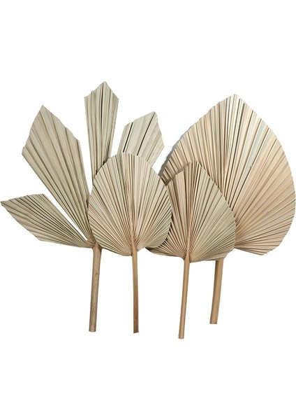 16.5X19 cm Kuru Palmiye Yelpazesi Yaprakları Kurutulmuş Doğal Çiçek Palmiye Yaprağı Pencere Resepsiyon Parti Sanat Duvar Asılı Dekorasyon Düğün Kemer Düzenlemesi (Yurt Dışından) modelleri