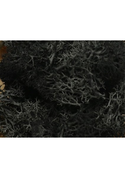 Siyah 40G 20G Yapay Bitki Sonsuz Yaşam Yosun/bahçe Ev Dekorasyon Duvar Dıy Çiçek Malzemesi Mini Bahçe Mikro Peyzaj Aksesuarları (Yurt Dışından)