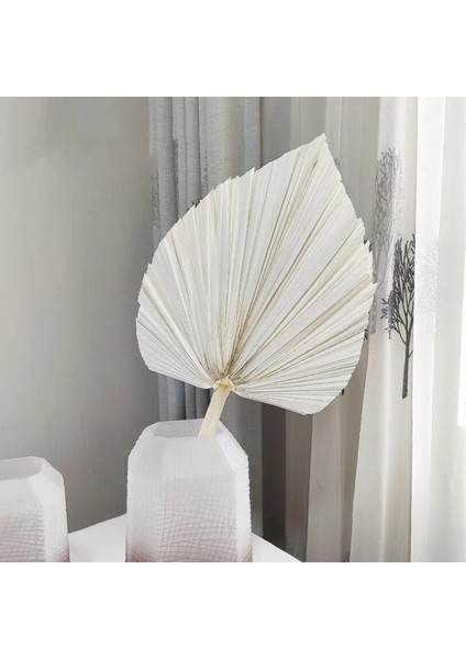 Popüler Doğal Kurutulmuş Çiçek Palmiye Yaprağı Palmiye Mızrak Duvar Asılı Düğün Kemer Ev Dekor Vintage Doğa Kurutulmuş Palmiye Yaprakları Ev (Yurt Dışından) modelleri