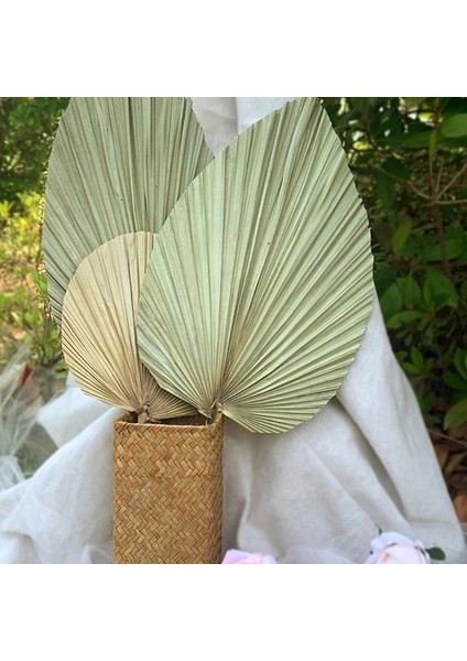 Popüler Doğal Kurutulmuş Çiçek Palmiye Yaprağı Palmiye Mızrak Duvar Asılı Düğün Kemer Ev Dekor Vintage Doğa Kurutulmuş Palmiye Yaprakları Ev (Yurt Dışından) fırsatları